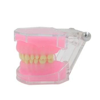 Dentes Modelo Dental Typodont Dentes Modelo Destacável Dentes Modelo para o Ensino